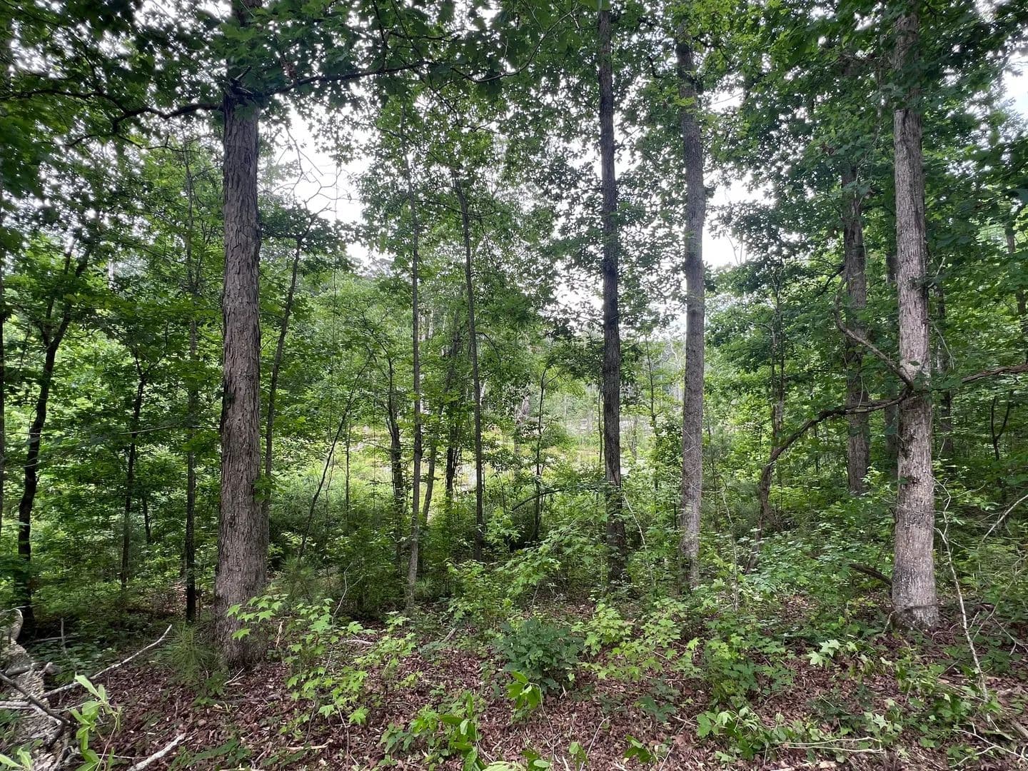 12+/- ac Residential Lot in Coweta County - Grantville, Georgia, 30220