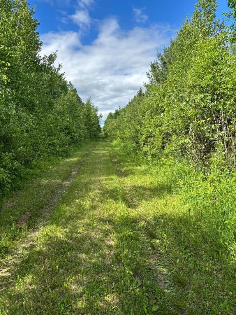 320 Acres of Land for Sale in Sandstone, Minnesota - Sandstone, Minnesota, 55072