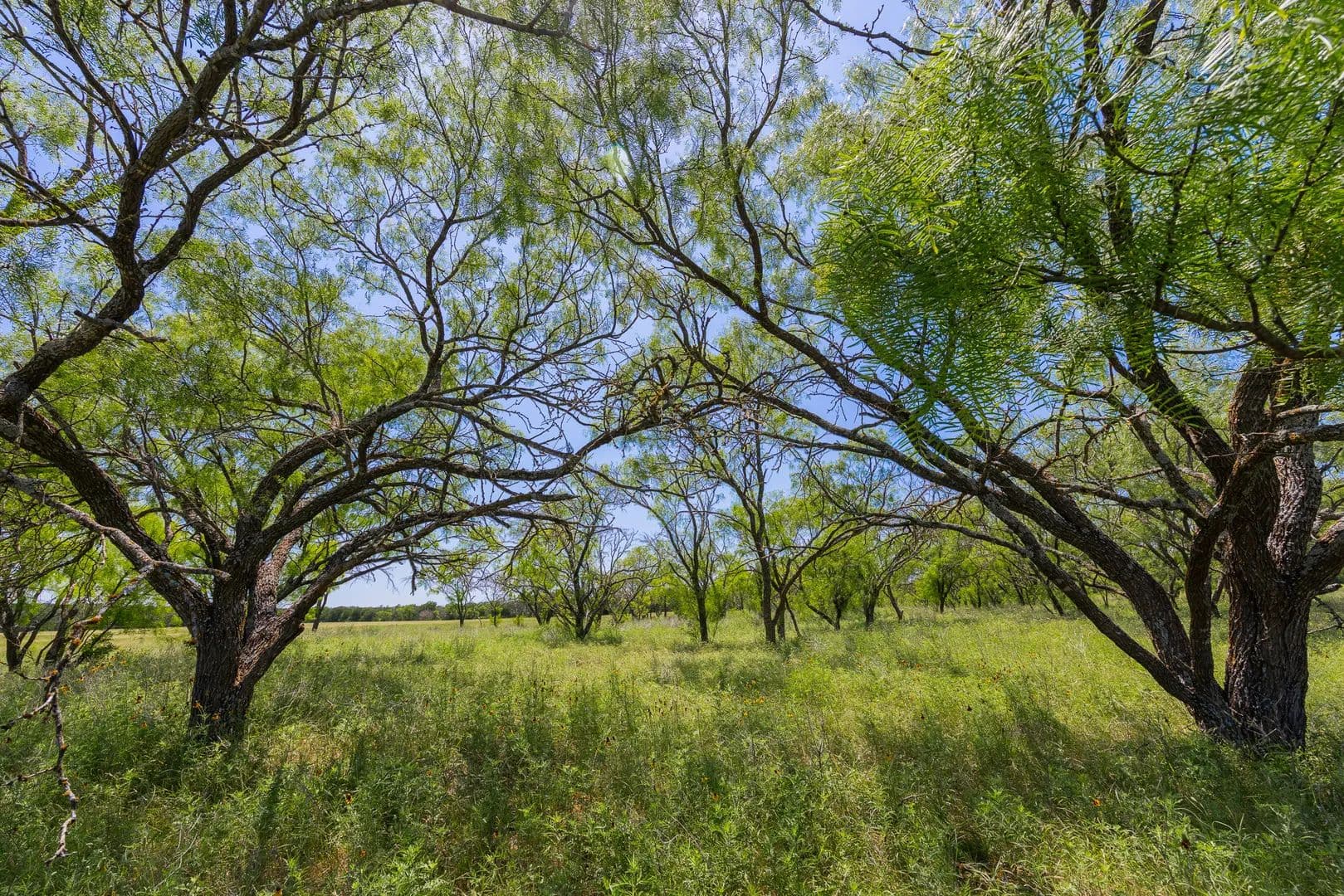 50 Acres of Land for Sale in Purmela, Texas - Purmela, Texas, 76566