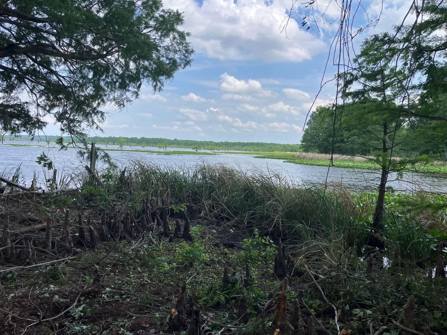 Vacant Land in Tiptonville - Tiptonville, Tennessee, 38079