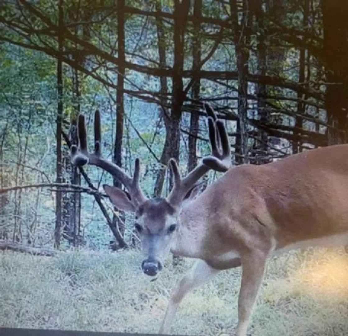 Gant Ridge — 952± Acres | Olivehill, Wayne County, Tennessee | Turkey, Deer & Timber - land for sale
