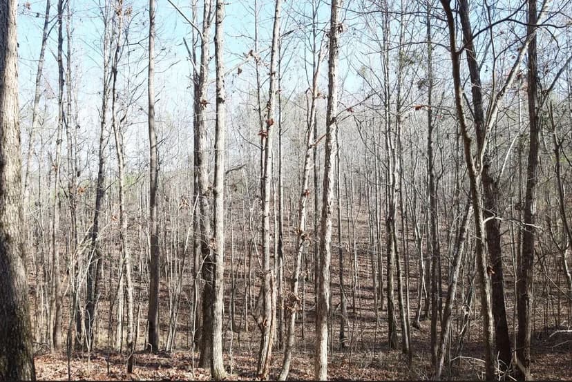 64+/- Acre Ashcraft Corner Tract Pickens County, AL