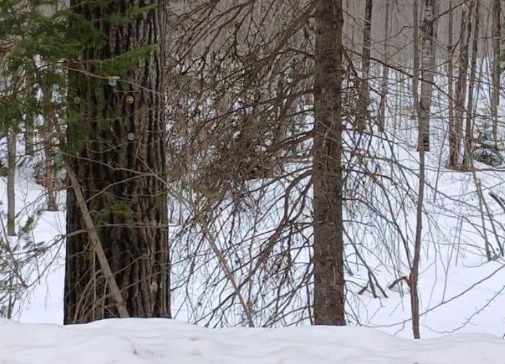 Waterfront Lot in Gogebic County 50203317 - Watersmeet, Michigan, 49969