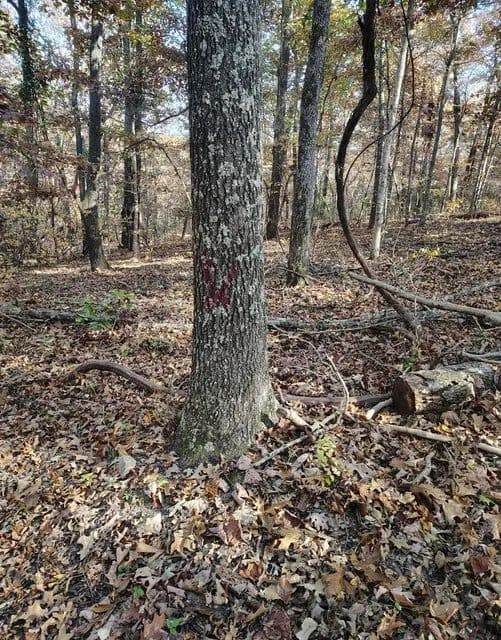 Land -Agricultural (Not Zoned) in Caulfield