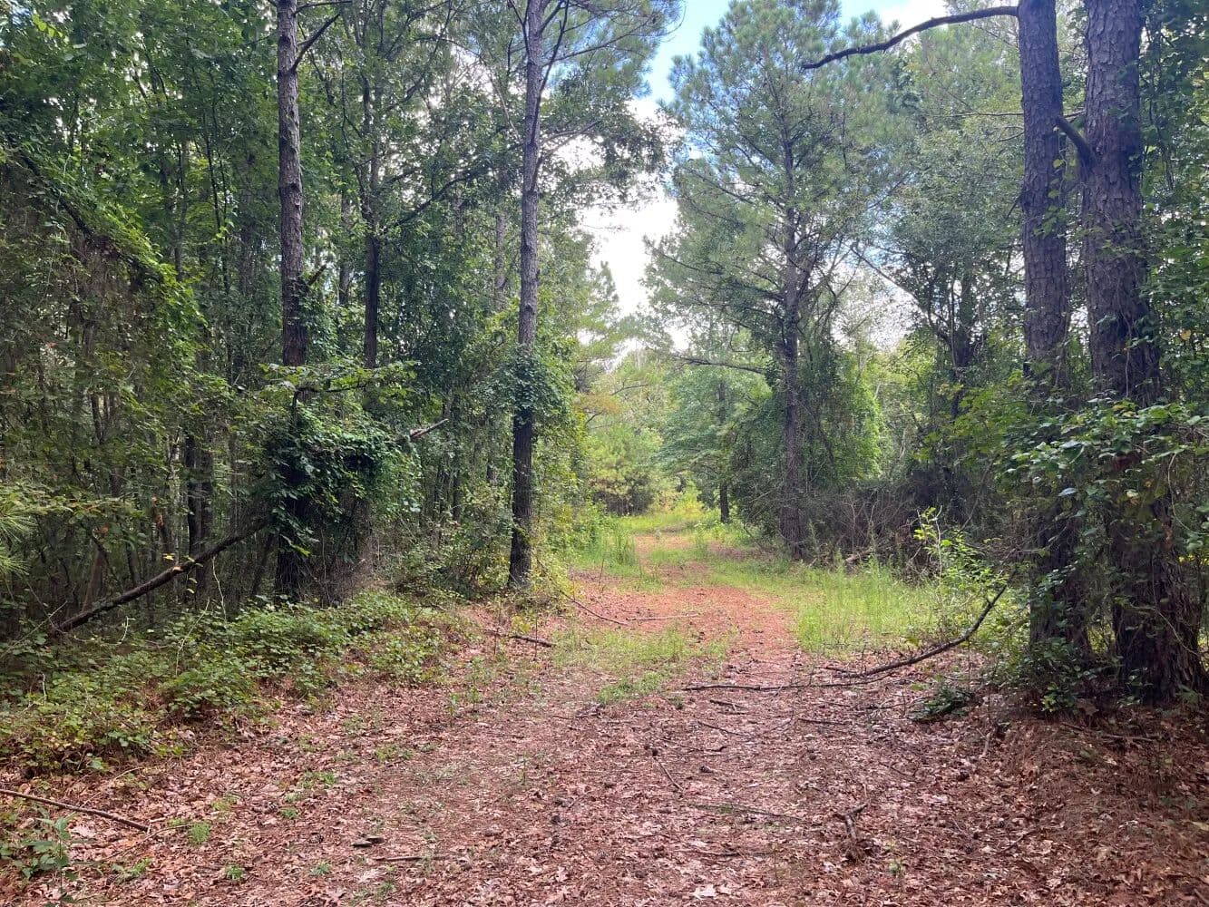 Hamilton Hunting and Timber Tract 1 - Hamilton, Alabama, 35570