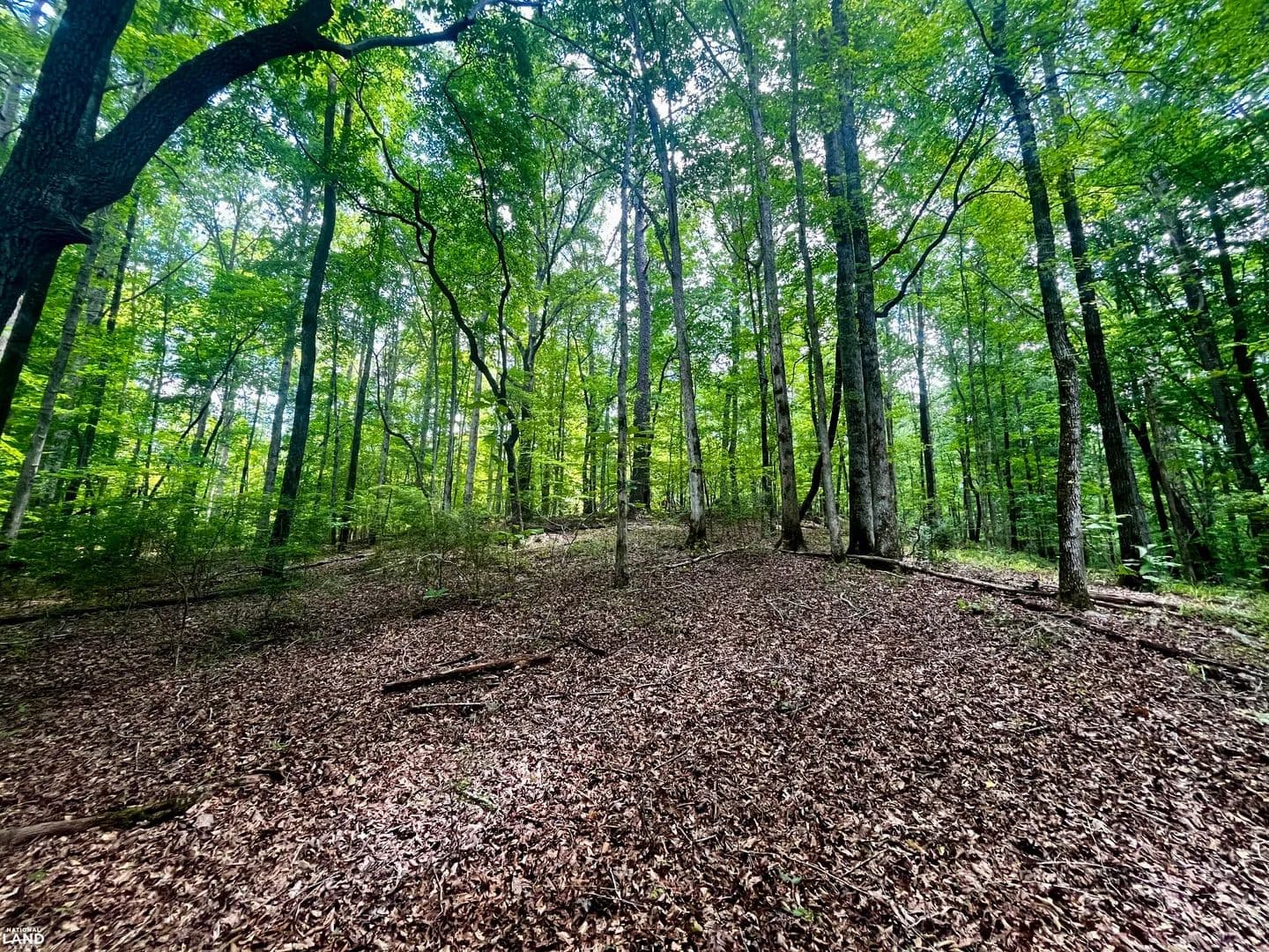Swamp Creek Timber & Hunting - Rockford, Alabama, 35089