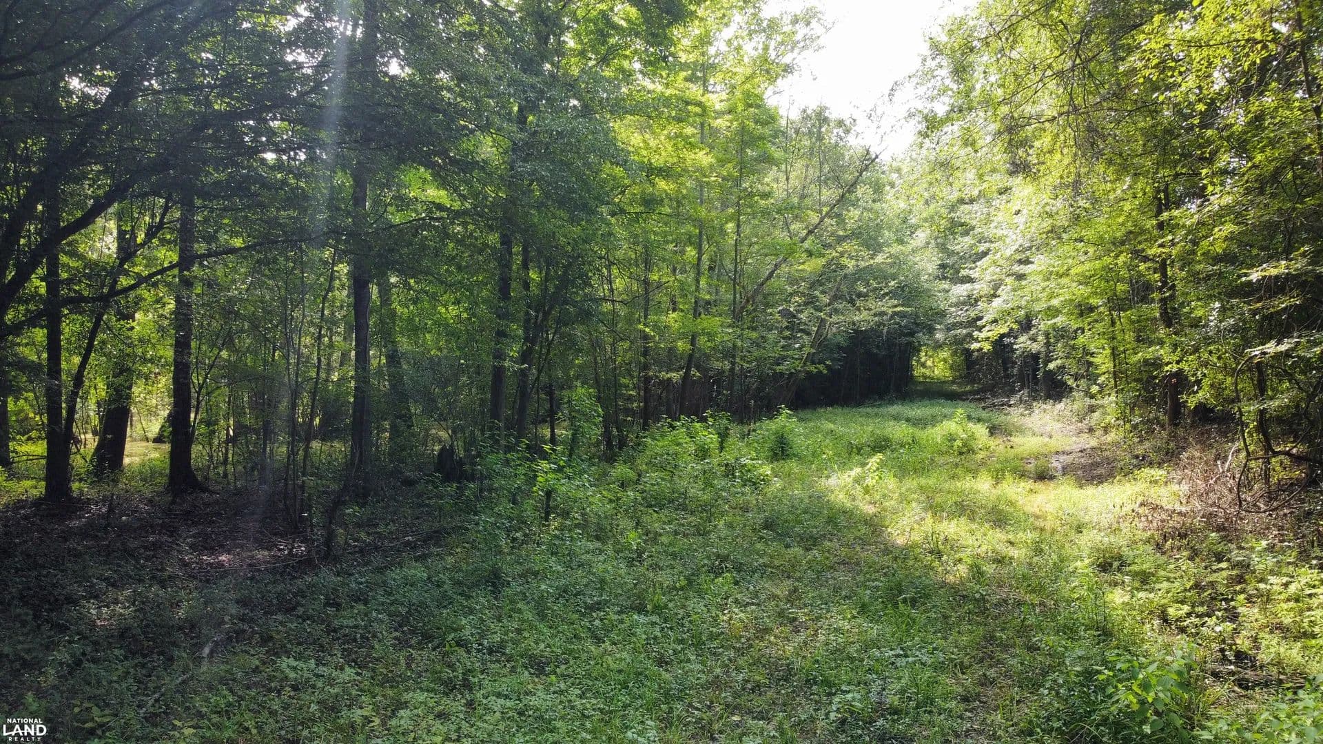 Cypress Swamp Hunting Tract - Ridgeville, South Carolina, 29472