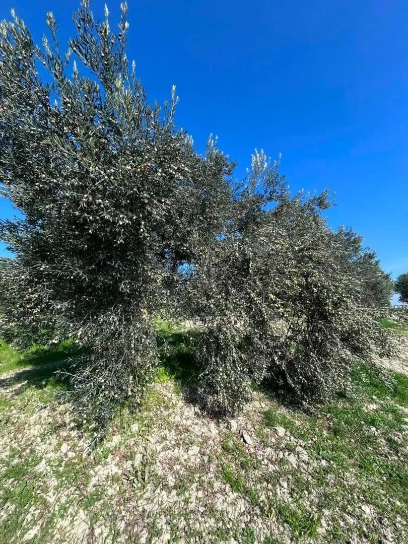 Akhisar Zeytinliovada Su Kaynaklı 20.200 m² Yatırımlık Zeytinlik - land for sale