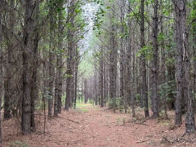 97 Acres of Land for Sale in Shongaloo, Louisiana - Shongaloo, Louisiana, 71072