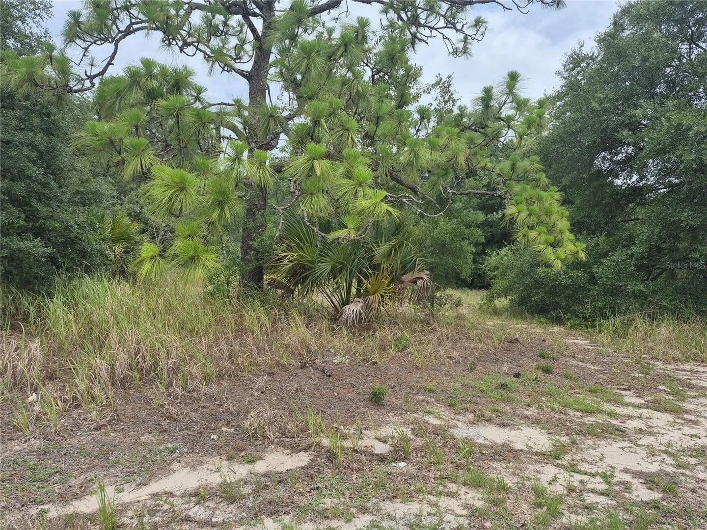 1.56 Acres of Land for Sale in Sumterville, Florida - Sumterville, Florida, 33585