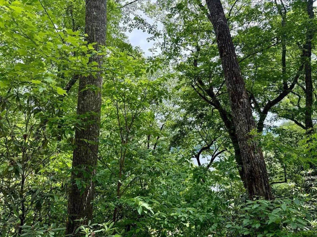 Property from 0 Via Del Lago - KW - Cashiers, North Carolina, 28734