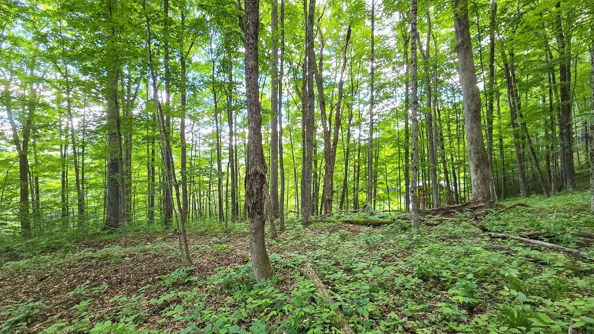 Land for Sale in Slatyfork, WV - Slatyfork, West Virginia, 26291