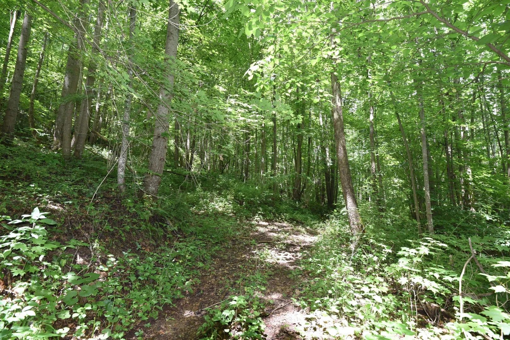 38 Acres of Land for Sale in Laurelville, Ohio - Laurelville, Ohio, 43135