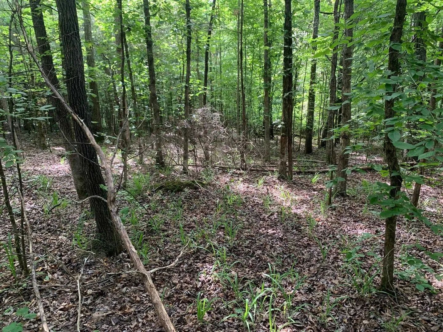 3.12 Acres of Land for Sale in Savannah, Tennessee - Savannah, Tennessee, 38372