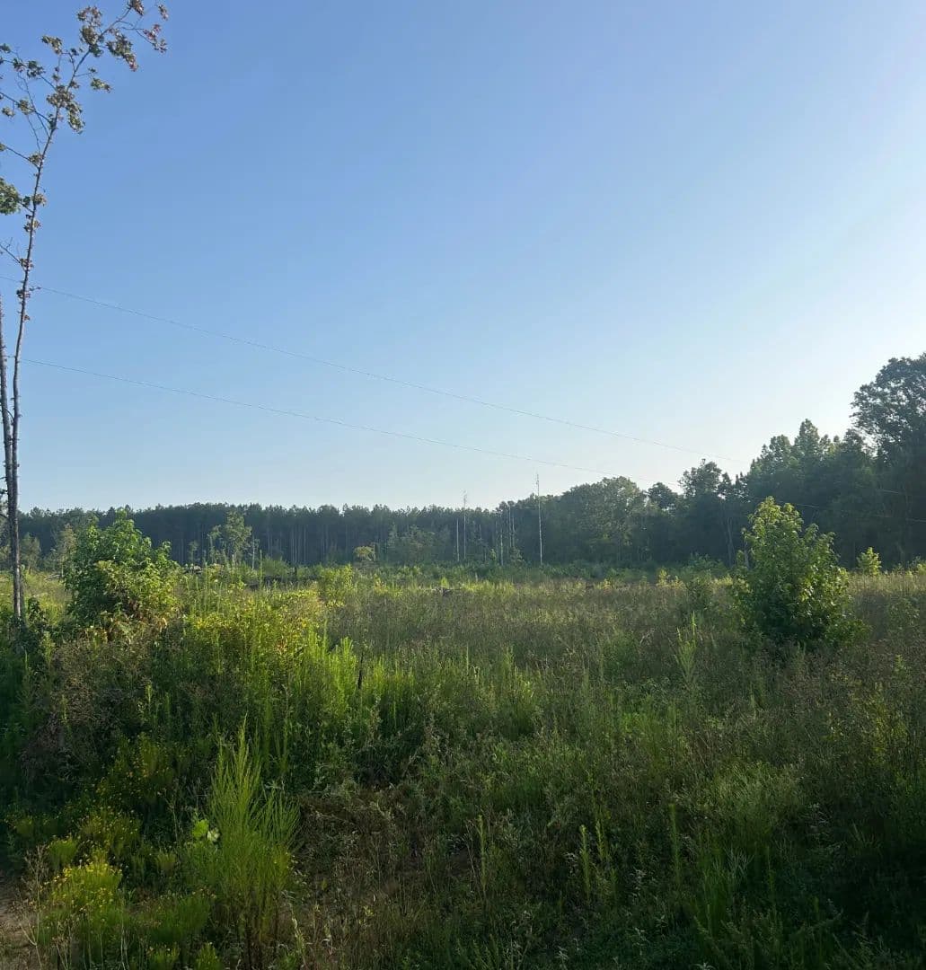 33 Acres in Attala County in Sallis, MS - land for sale