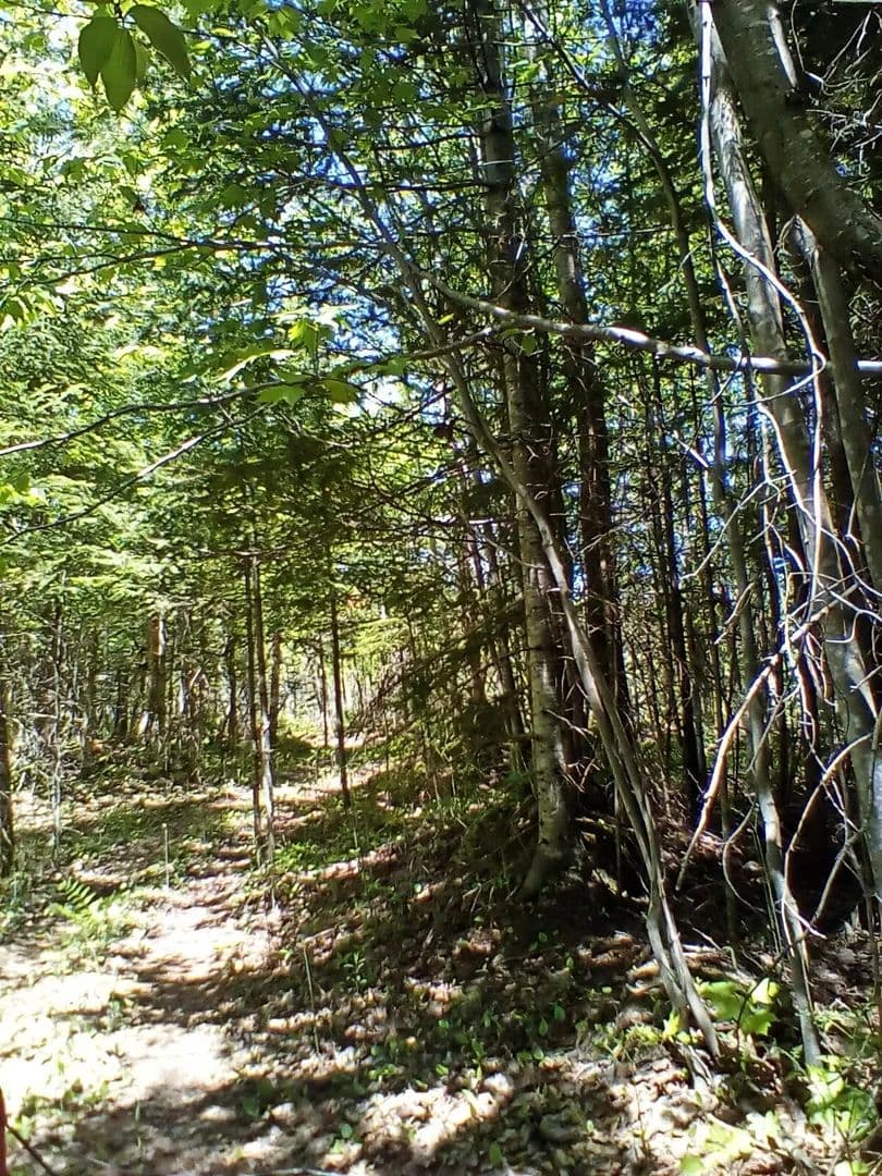 5 Acres of Land for Sale in Engadine, Michigan - Engadine, Michigan, 49827
