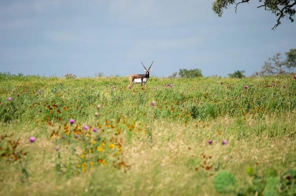 4.13 Acres of Land for Sale in Kerrville, TX - Kerrville, Texas, 78028