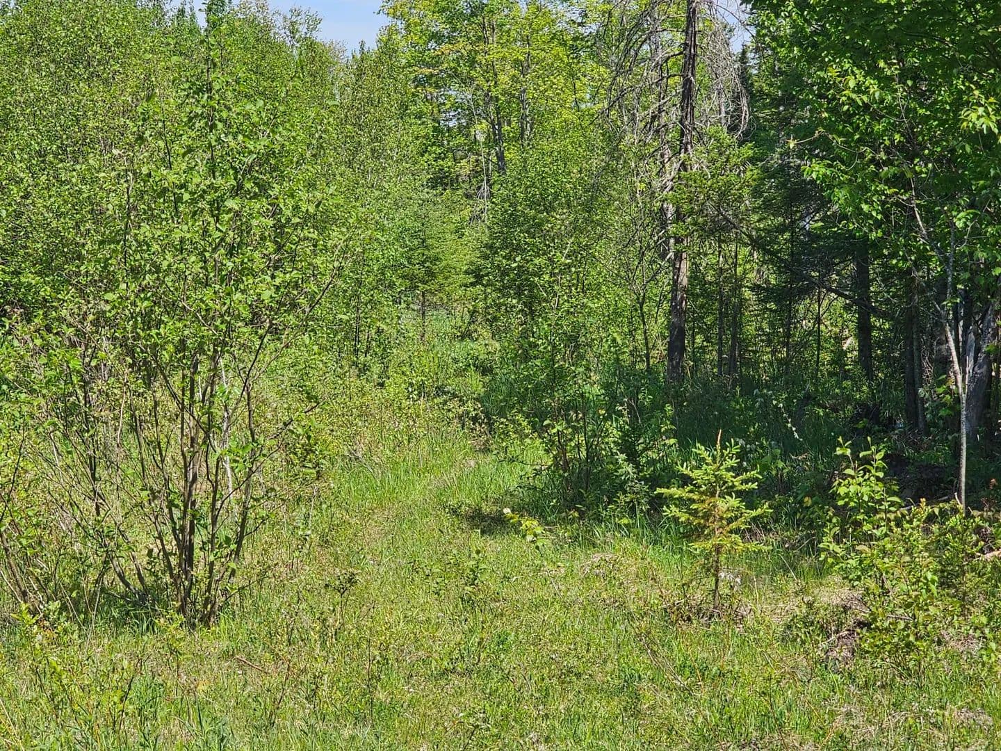 5 Acres of Land for Sale in Engadine, Michigan - Engadine, Michigan, 49827