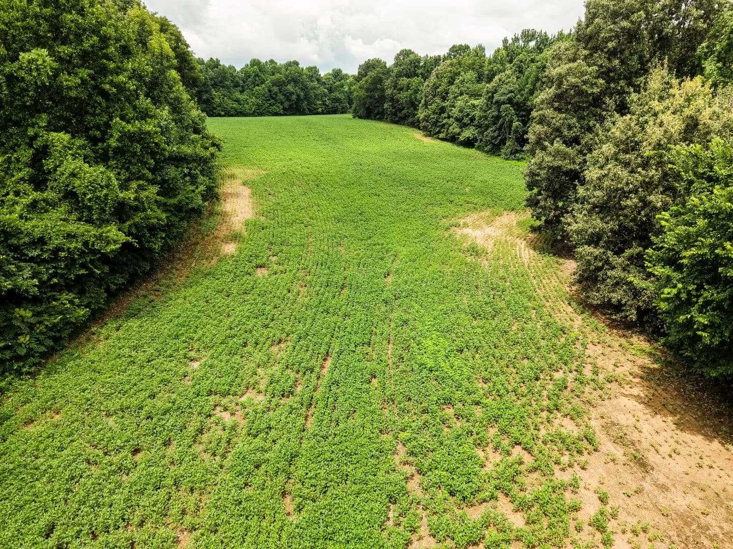 124.4 Acres in Tipton County, TN - land for sale