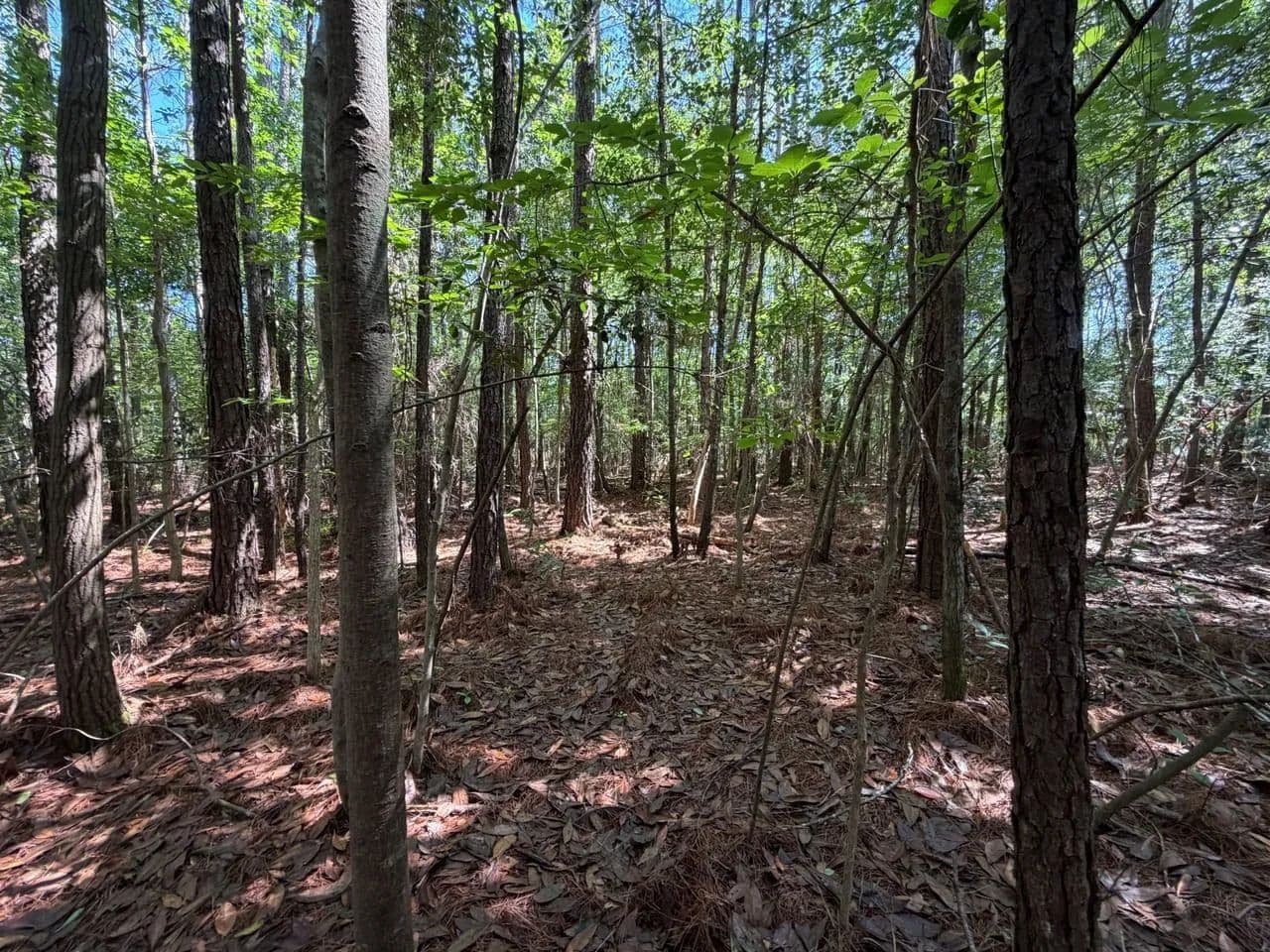 Bucks 17-2 - Conway, South Carolina, 29527