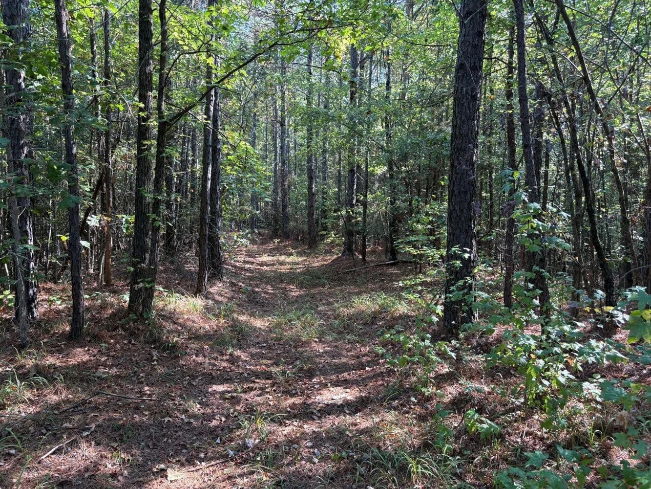 Tiplersville Residential Site and Hunting Tract - Tiplersville, Mississippi, 38674