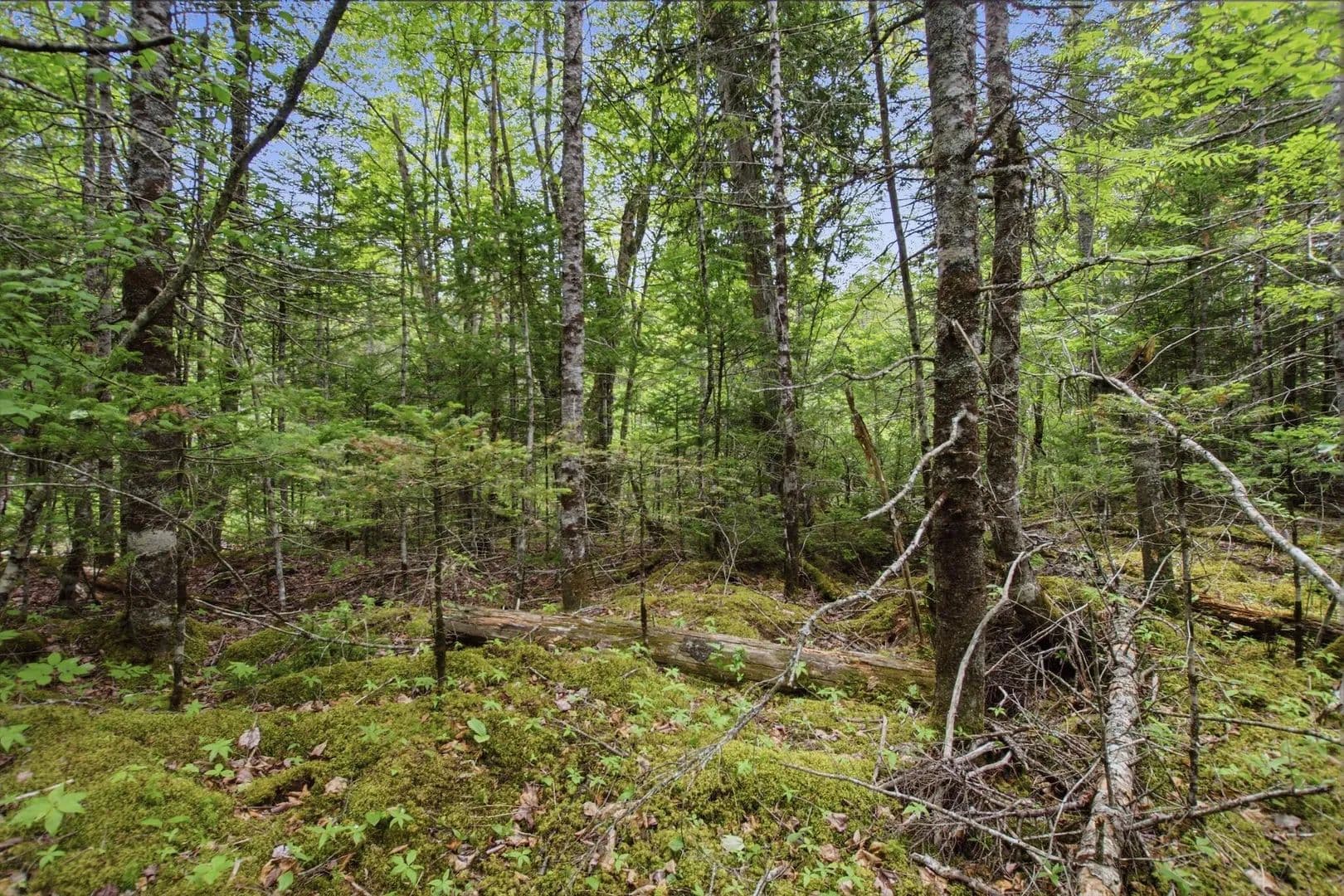 11 Acres of Land for Sale in Machiasport, Maine - Machiasport, Maine, 04655