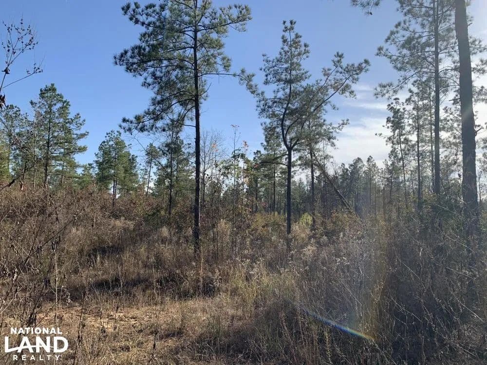Hunting Tract with Residential Development Possibility - Eros, Louisiana, 71238