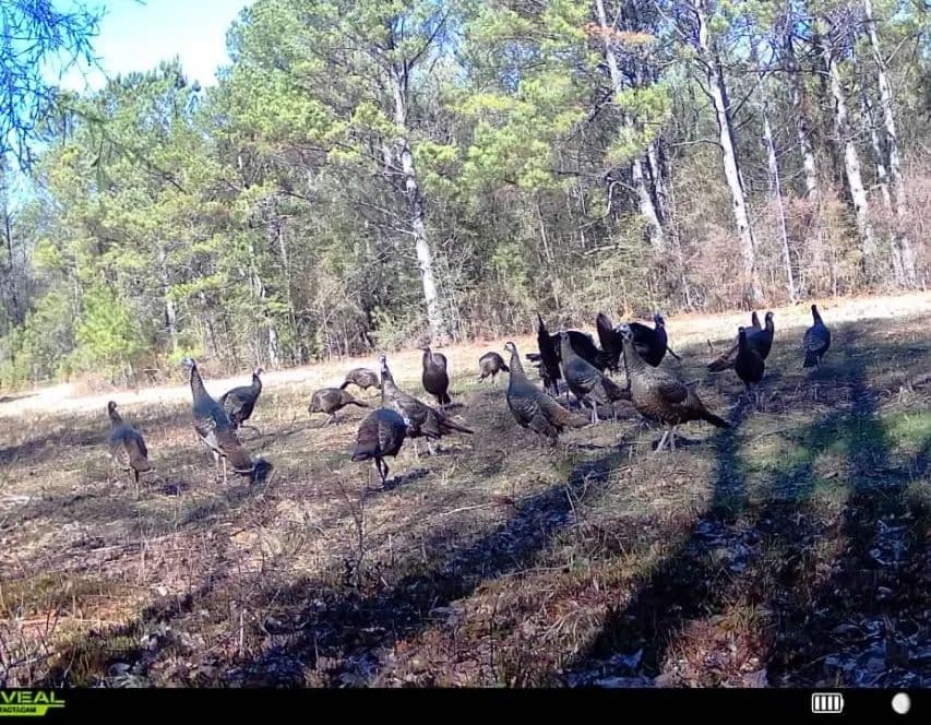 261± Acres | Prime Hunting / Family Farm Tract | Macon County, Alabama - land for sale