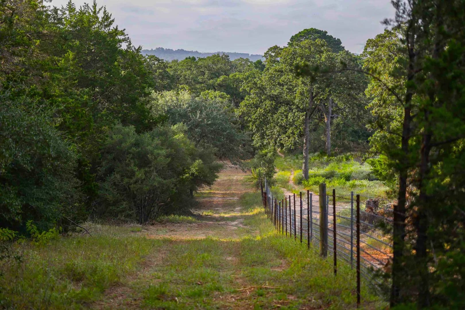 Private Pine Woods in Paige - land for sale