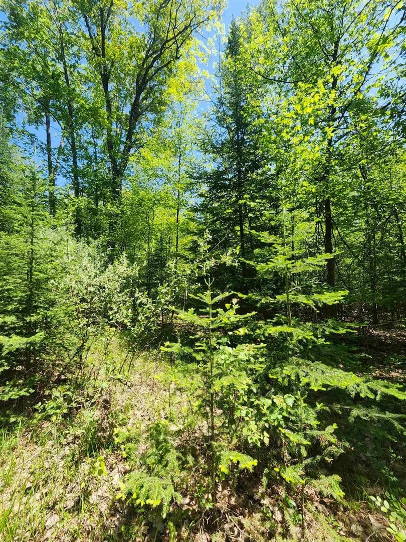 14 Acres of Land for Sale in Ogemaw County, Michigan - Michigan, 48635