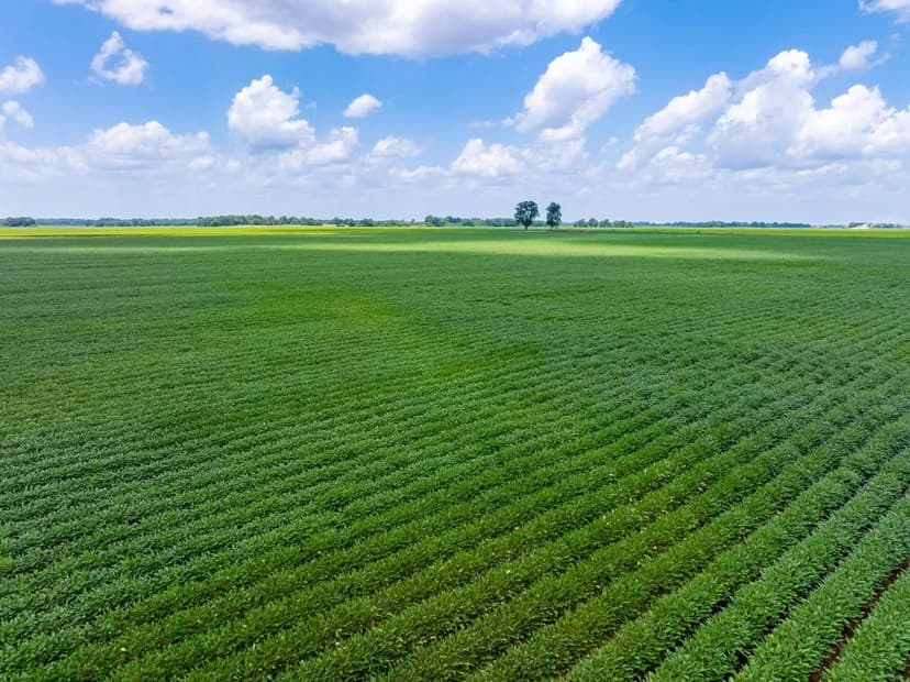 224 +/- Acre Row Crop Farm – Premium Rice Ground in Alicia, AR, Lawrence County