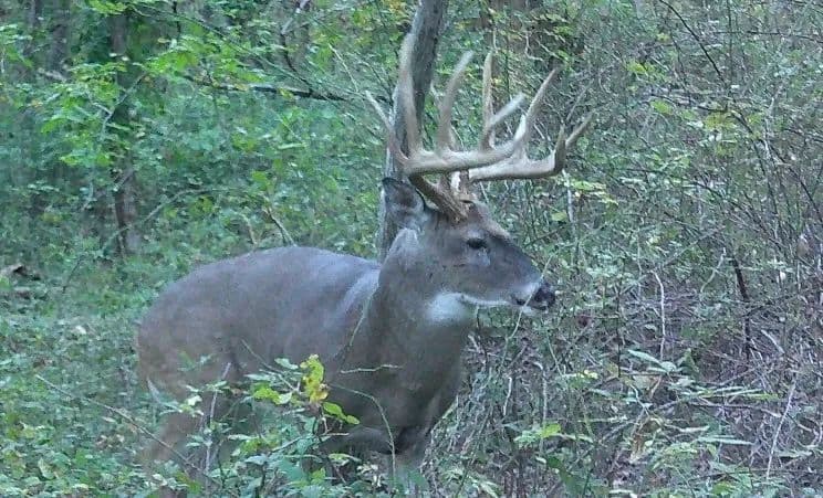 40±-Acre Trophy Whitetail Farm with 23± Income-Producing Acres – Franklin County