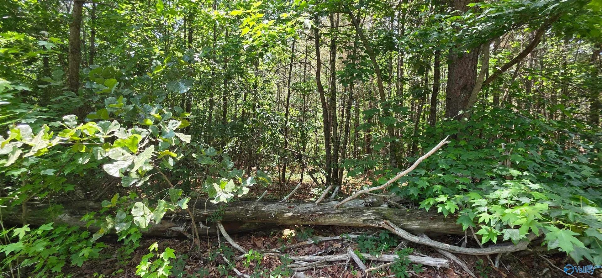 Property from 4.55ac County Road 730 - KW - Henagar, Alabama, 35978