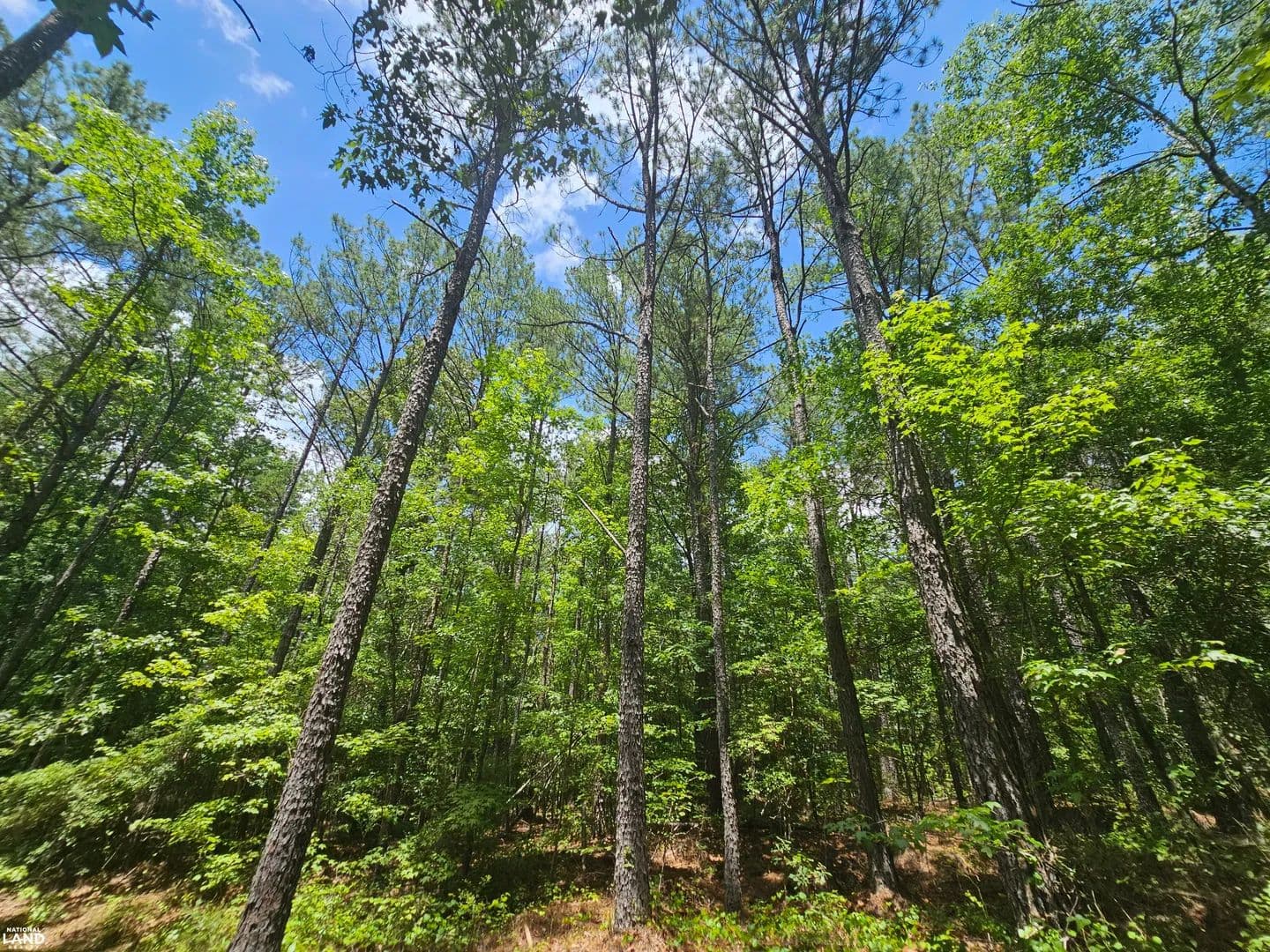 Millport Undeveloped Recreational Property - Millport, Alabama, 35576
