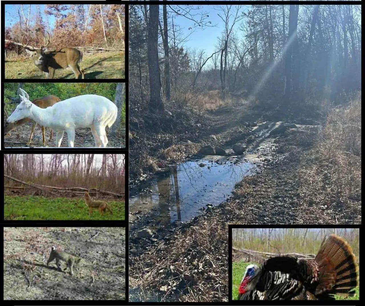 Rural Hunting land, minuted from Hwy 44, Leasburg Mo - Leasburg, Missouri, 65535