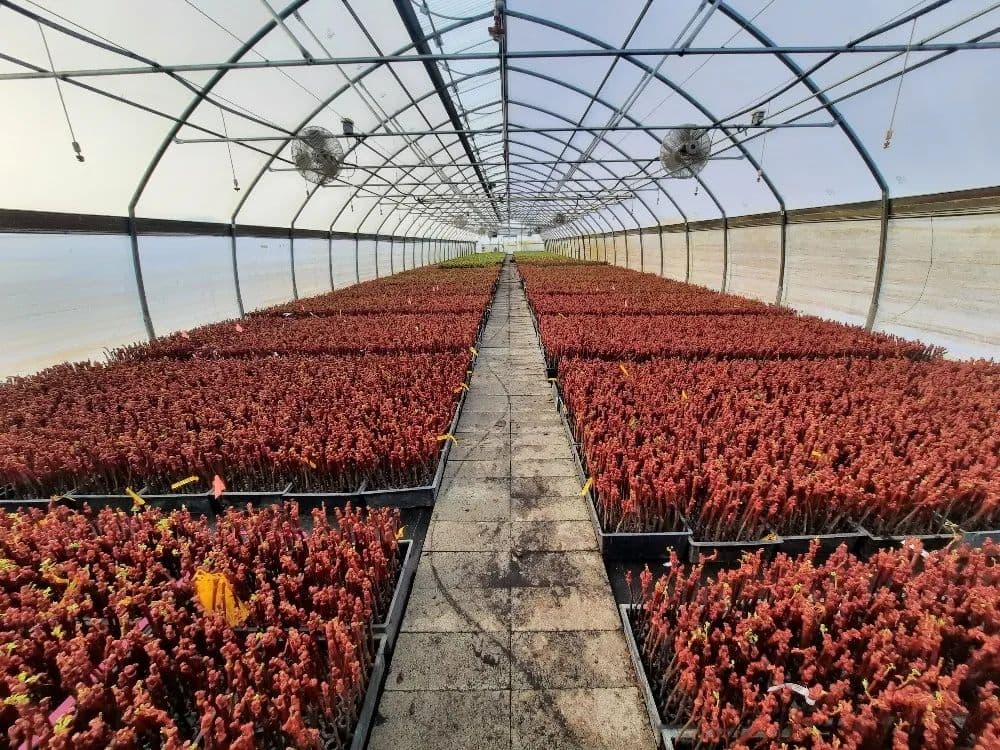 Knights Landing Nursery - land for sale