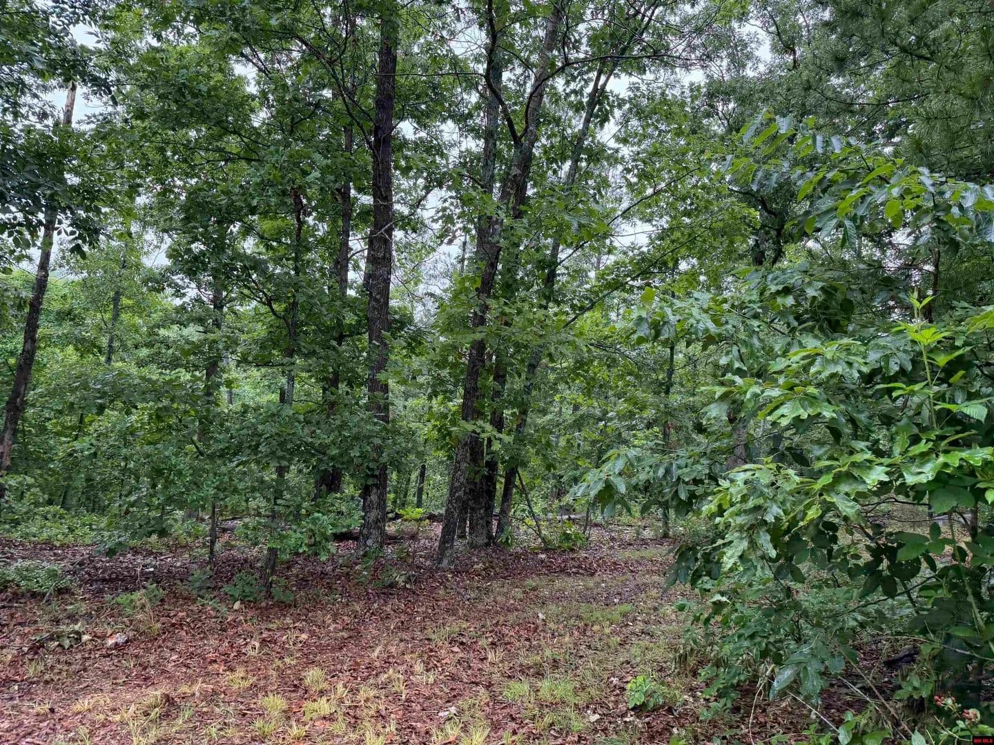 Property from OFF OF MORGAN CAVE ROAD - KW - Harrison, Arkansas, 72601