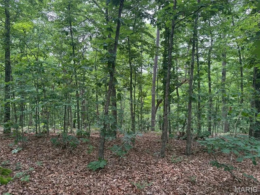 40 Acres of Land for Sale in Ellington, MO - land for sale