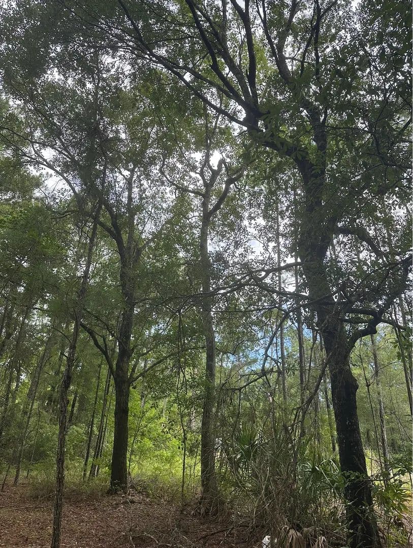 Land -Single Family Acreage in Waverly - Waverly, Georgia, 31565