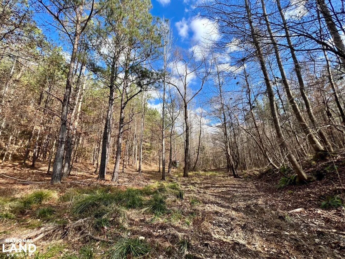 Ararat Road Timber and Hunting Investment - Toxey, Alabama, 36921