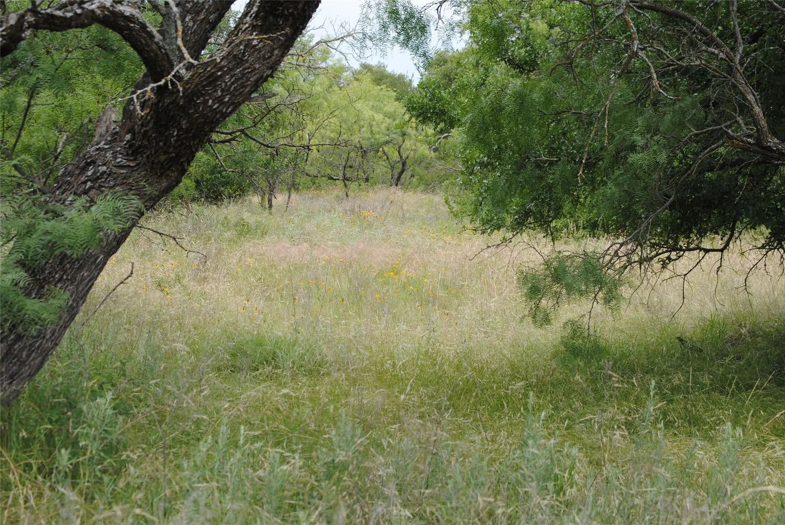 99.37 Acres of Land for Sale in Rising Star, Texas - Rising Star, Texas, 76857