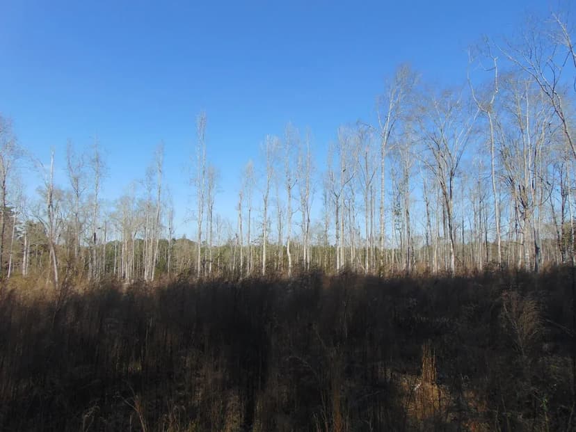 Beautiful 3.8± Acre Homesite – Bogue Chitto / Brookhaven Area