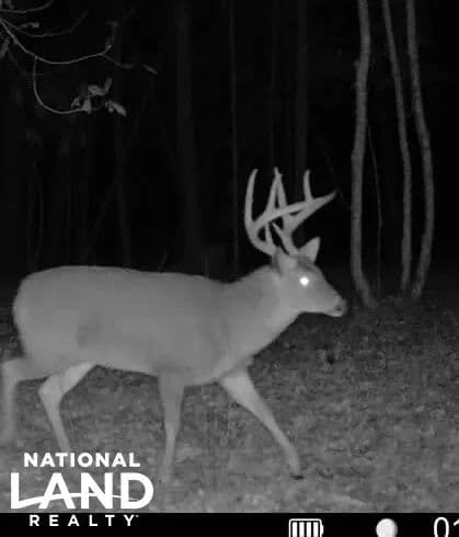 Brookhaven Deer, Duck & Turkey - Brookhaven, Mississippi, 39601