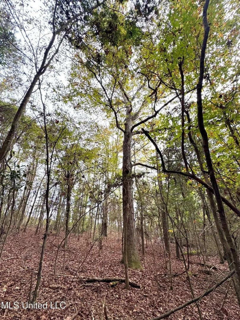Property from 000 Elarton Road - KW - Osyka, Mississippi, 39657