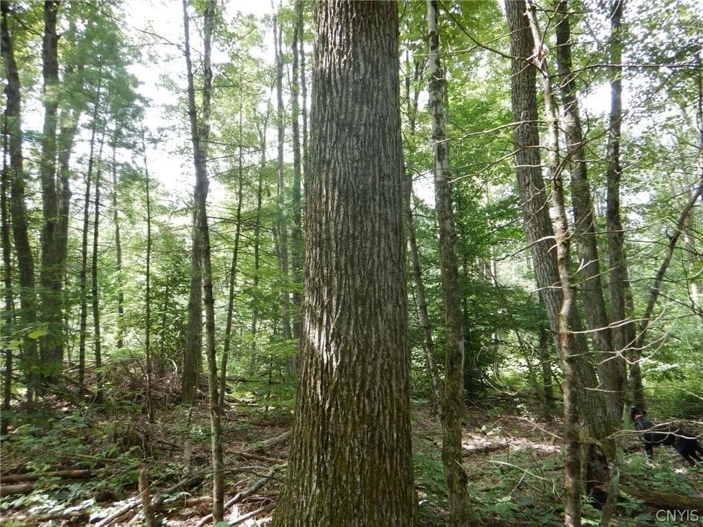 Property from Bull Hill Road - KW - Newfield, New York, 14867