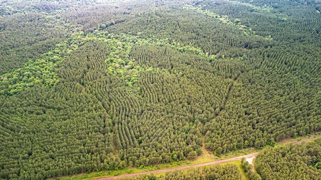 67 Acres of Land for Sale in San Augustine, Texas - land for sale