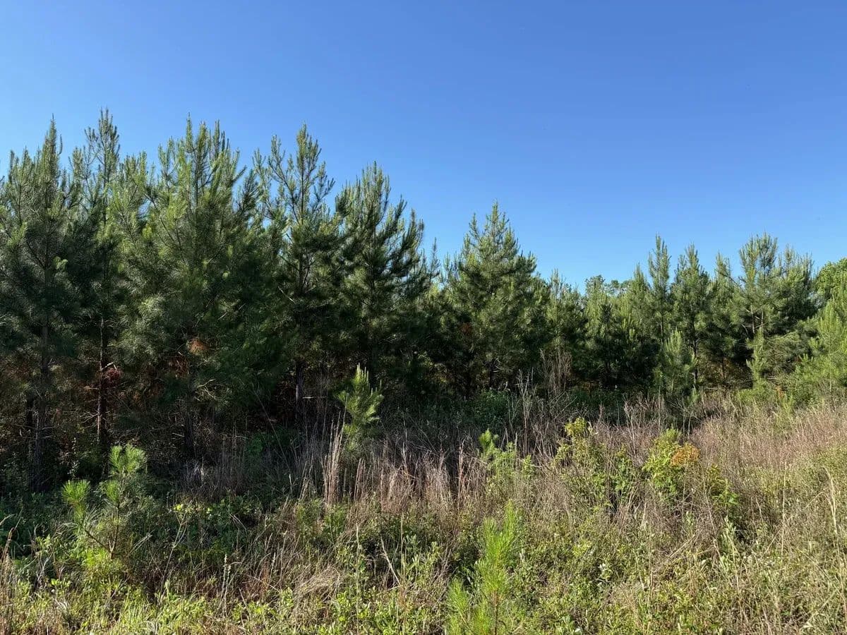 Sinai Powerline - Sneads, Florida, 32460