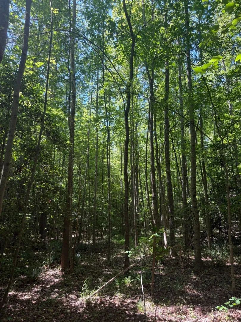 Wilkerson Road Tract - Boydton, Virginia, 23917