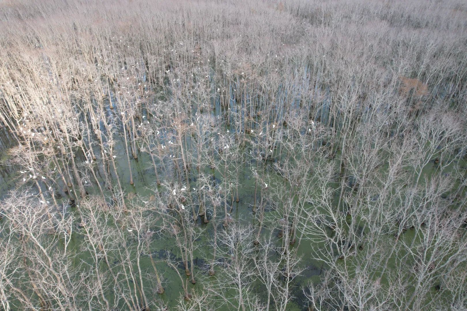 267 Acres in Leflore County, MS - Itta Bena, Mississippi, 38941