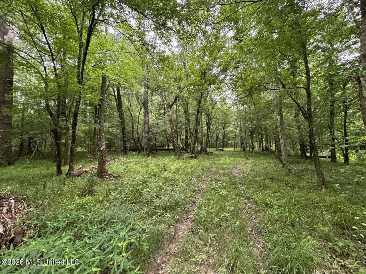 120± Acres for Sale in Osyka, MS on Tickfaw River - Osyka, Mississippi, 39657